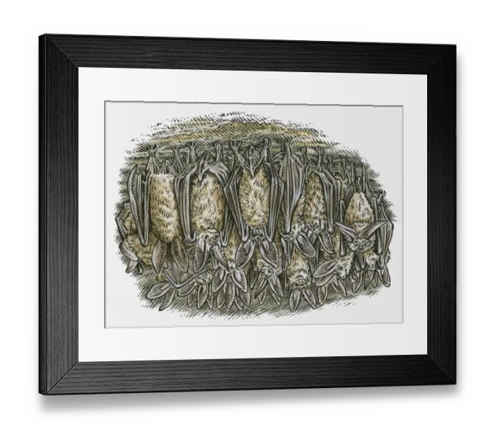 Framed Print : Illustration of Bats (Chiroptera) hanging upside down in cave Framed Print : Illustration of Bats (Chiroptera) hanging upside down in cave