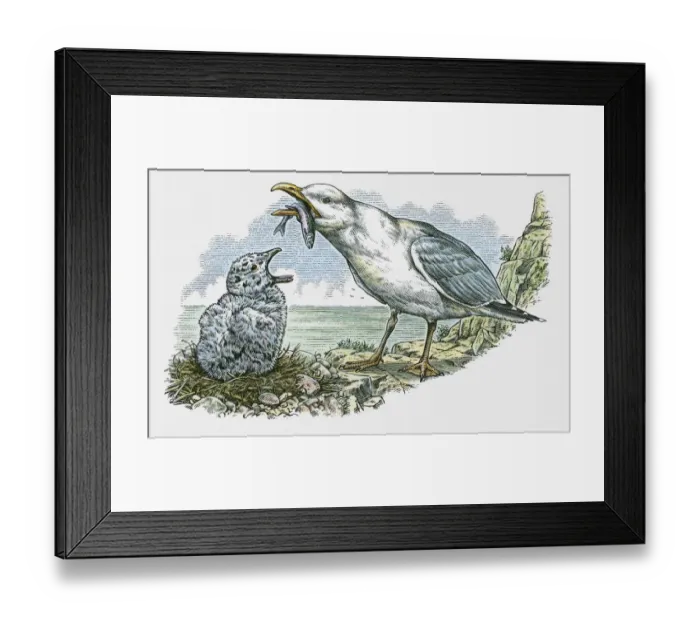 Framed Print : Illustration of adult feeding fish to hungry young Seagull on nest on top of cliff Framed Print : Illustration of adult feeding fish to hungry young Seagull on nest on top of cliff