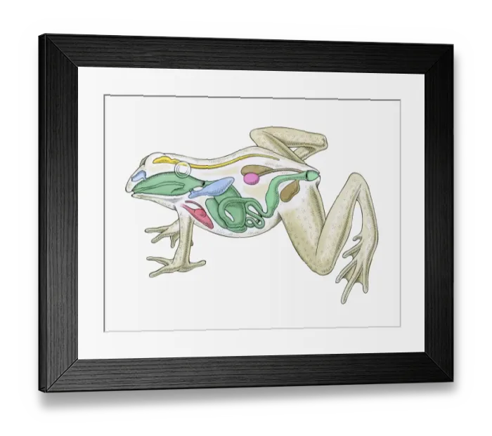 Framed Print : Cross section illustration of internal anatomy of male frog Framed Print : Cross section illustration of internal anatomy of male frog