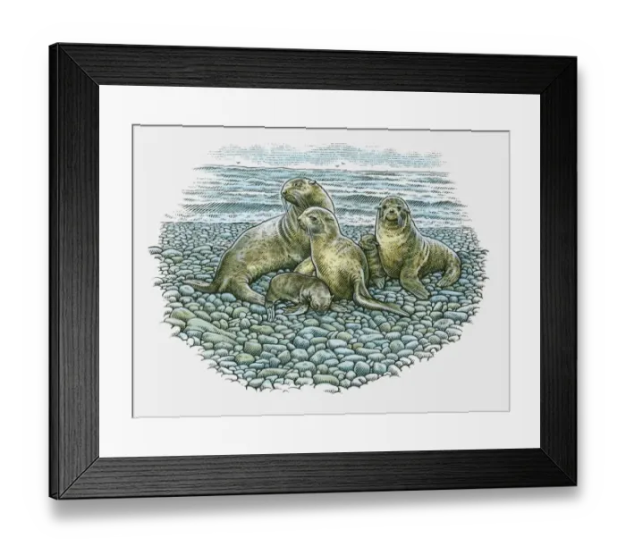 Framed Print : Illustration of adult Sea Lions and pups on rocky beach