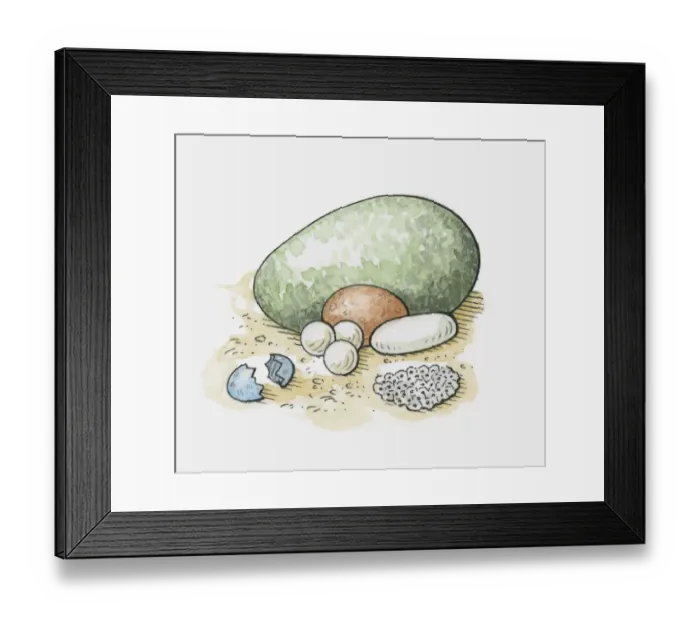 Framed Print : Illustration of different types of animal eggs, and frogspawn Framed Print : Illustration of different types of animal eggs, and frogspawn