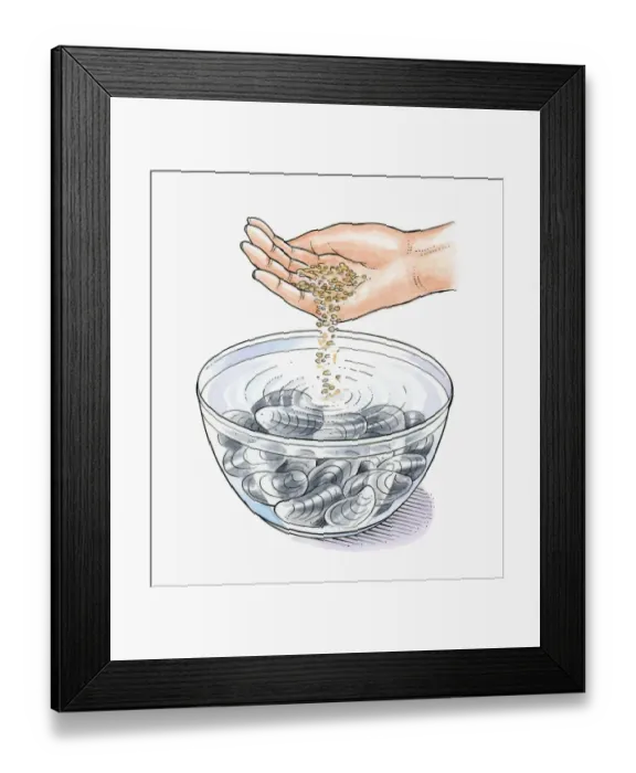 Framed Print : Illustration of putting oatmeal in bowl of cold water with live mussels to expel dirt as they feed Framed Print : Illustration of putting oatmeal in bowl of cold water with live mussels to expel dirt as they feed