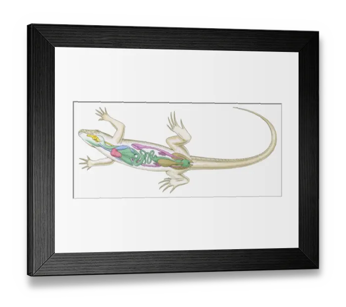 Framed Print : Cross section illustration of internal anatomy of female lizard Framed Print : Cross section illustration of internal anatomy of female lizard