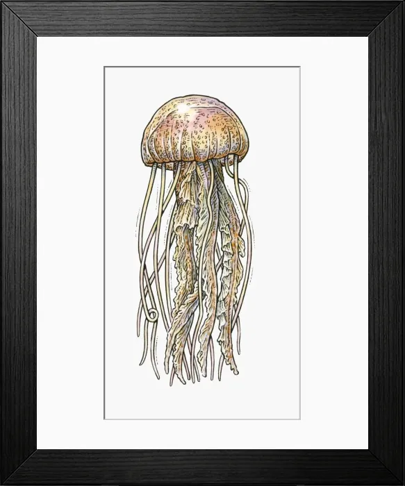 Framed Print : Illustration of Jellyfish Framed Print : Illustration of Jellyfish