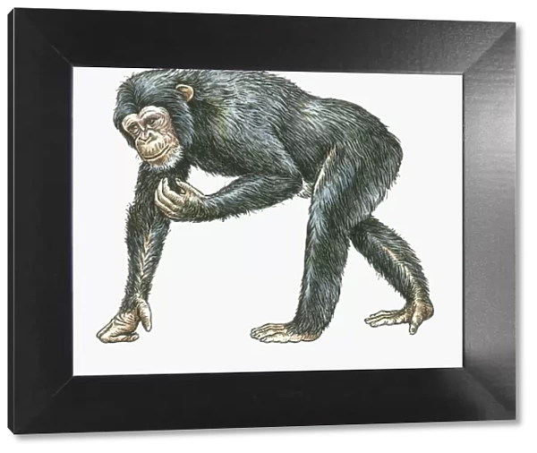 Illustration of Common Chimpanzee (Pan troglodytes)