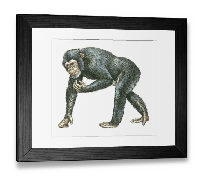 Framed Print : Illustration of Common Chimpanzee (Pan troglodytes) Framed Print : Illustration of Common Chimpanzee (Pan troglodytes)