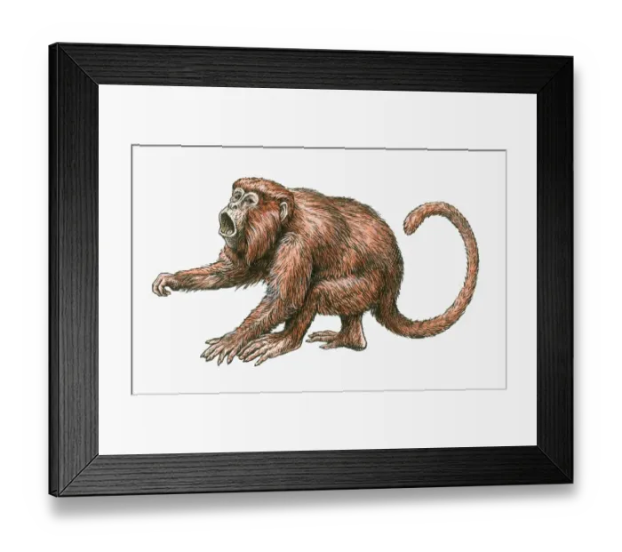 Framed Print : Illustration of aggressive male Red Howler Monkey (Alouatta Seniculus)