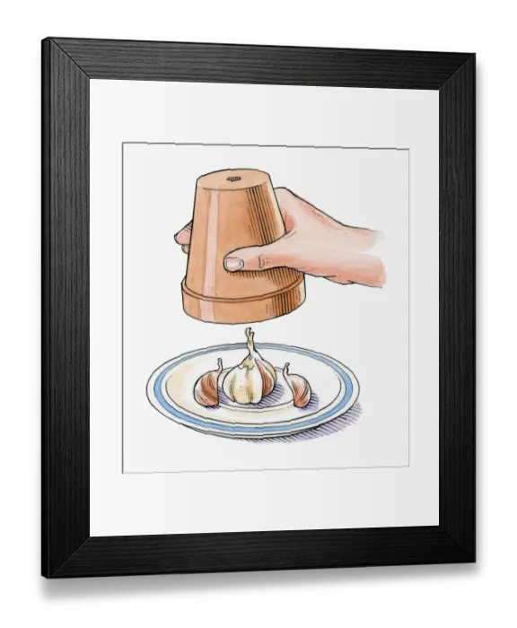 Framed Print : Illustration of keeping garlic cloves fresh on saucer using upside down terracotta plant pot Framed Print : Illustration of keeping garlic cloves fresh on saucer using upside down terracotta plant pot