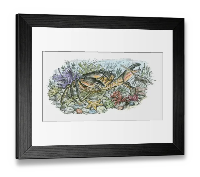Framed Print : Illustration of large crab, crayfish and star fish on ocean floor Framed Print : Illustration of large crab, crayfish and star fish on ocean floor