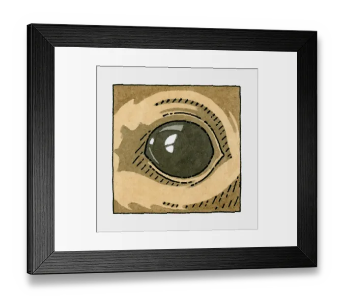 Framed Print : Illustration of Sea Lion, eye, close-up