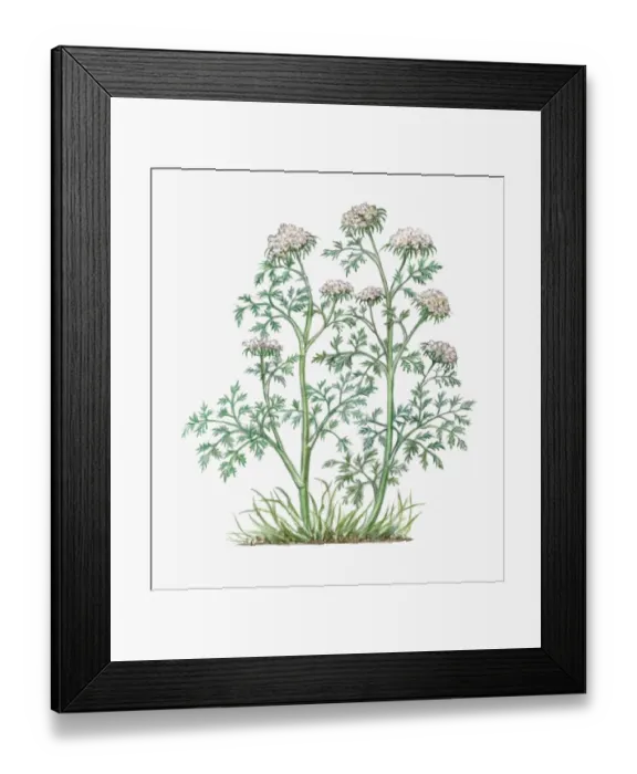 Framed Print : Illustration of Aethusa Cynapium (Fools Parsley), umbels of small white flowers on tall stems with
