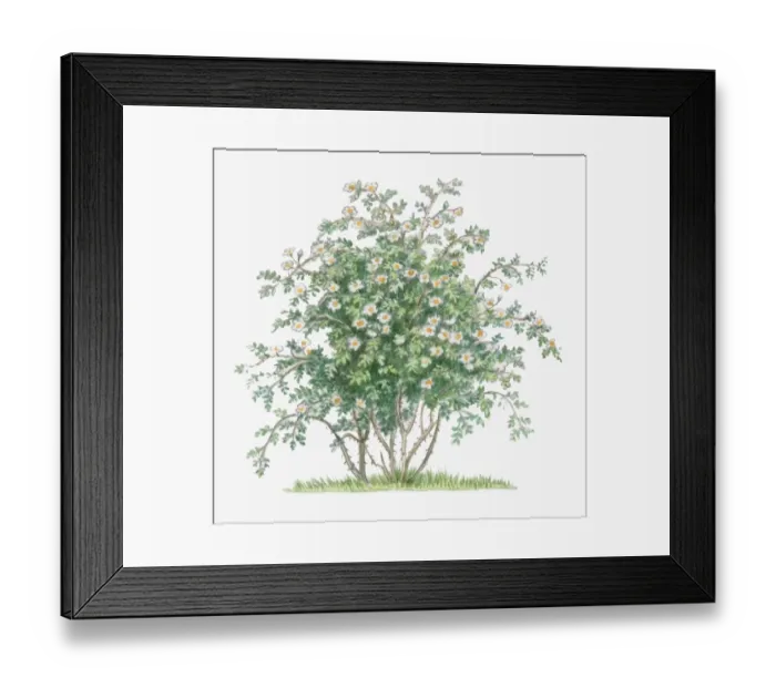 Framed Print : Illustration of Rosa Arvensis, abundance of white flowers and green leaves on tall stems Framed Print : Illustration of Rosa Arvensis, abundance of white flowers and green leaves on tall stems