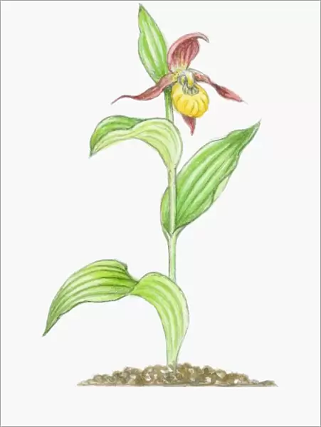 Illustration of Cypripedium calceolus (Ladys Slipper), yellow and deep red orchid on tall stem with
