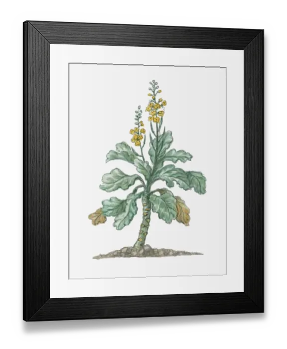 Framed Print : Illustration of Brassica oleracea (Wild Mustard), tall biennial plant with small yellow flowers Framed Print : Illustration of Brassica oleracea (Wild Mustard), tall biennial plant with small yellow flowers