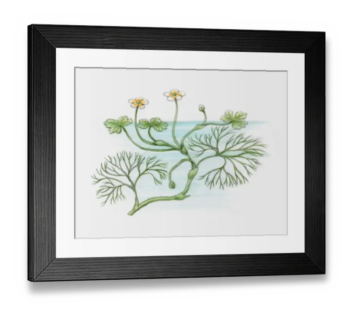 Framed Print : Illustration of Ranunculus peltatus (Pond Water-crowfoot), with yellow and white flowers and floatin Framed Print : Illustration of Ranunculus peltatus (Pond Water-crowfoot), with yellow and white flowers and floatin