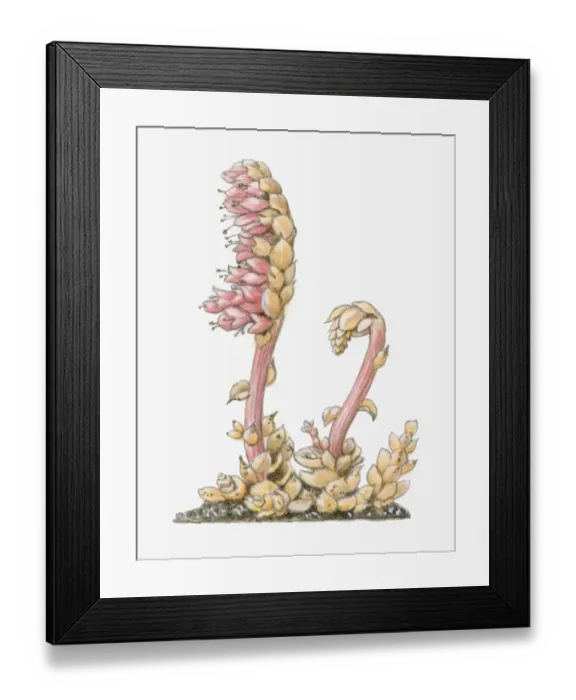 Framed Print : Illustration of Lathraea squamaria (Toothwort), parasitic with short flower-bearing shoots, pink flo Framed Print : Illustration of Lathraea squamaria (Toothwort), parasitic with short flower-bearing shoots, pink flo