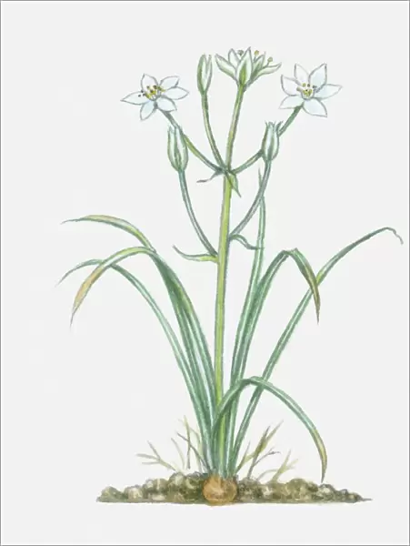 Illustration of Ornithogalum umbellatum (Star-of-Bethlehem), perennial with white flowers and green