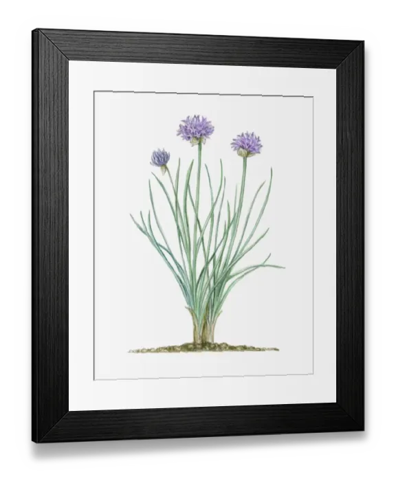 Framed Print : Illustration of Allium schoenoprasum (Chives), herbaceous perennial with pale purple flowers and lon Framed Print : Illustration of Allium schoenoprasum (Chives), herbaceous perennial with pale purple flowers and lon