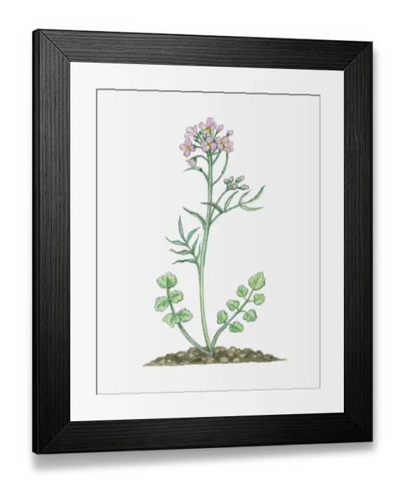Framed Print : Illustration of Cardamine pratensis (Cuckoo Flower), herbaceous perennial with small pink flowers on Framed Print : Illustration of Cardamine pratensis (Cuckoo Flower), herbaceous perennial with small pink flowers on