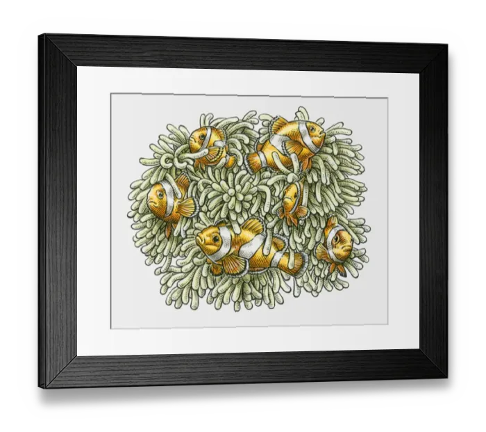Framed Print : Illustration of Clown Fish in tentacles of Sea Anenome Framed Print : Illustration of Clown Fish in tentacles of Sea Anenome