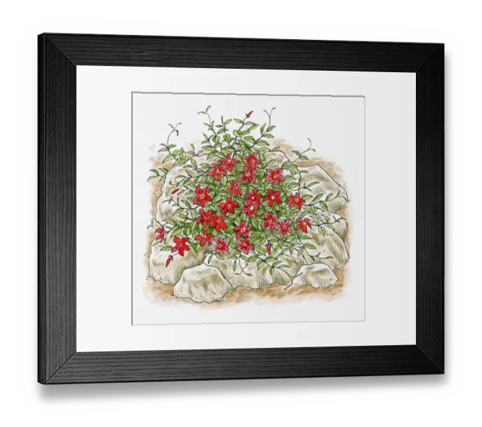 Framed Print : Illustration of climbing Clematis growing over rubble in garden Framed Print : Illustration of climbing Clematis growing over rubble in garden