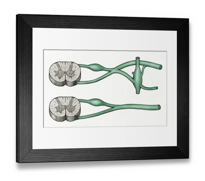 Framed Print : Digital cross section illustration of sympathetic and parasympathetic nerves Framed Print : Digital cross section illustration of sympathetic and parasympathetic nerves