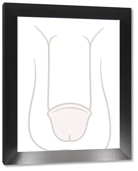 Digital illustartion of circumcised penis and testis, close-up