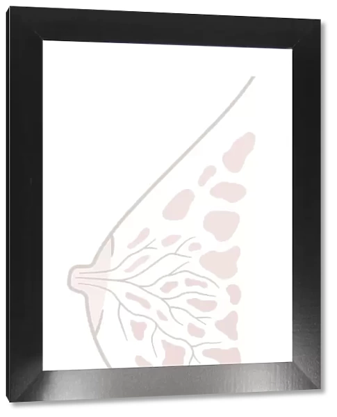 Digital illustration of human breast anatomy, cross section