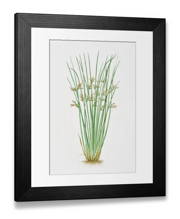 Framed Print : Illustration of Juncus Inflexus (European meadow rush) Framed Print : Illustration of Juncus Inflexus (European meadow rush)