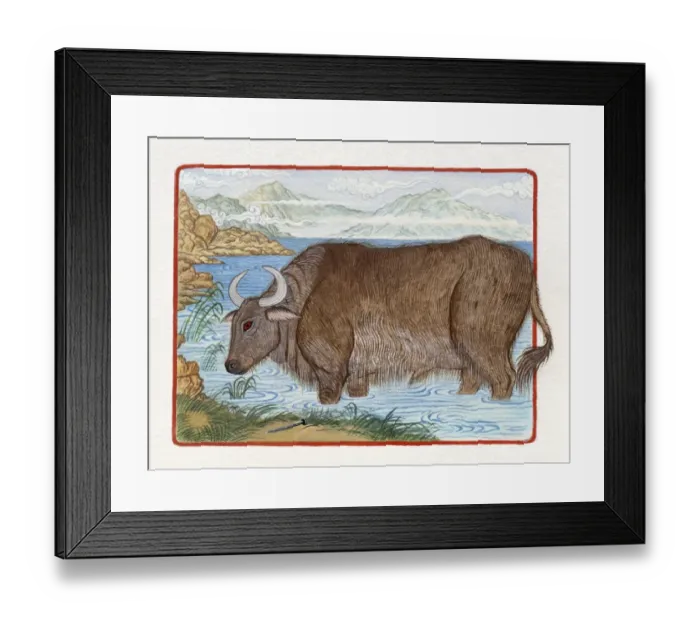 Framed Print : Illustration of Ox in the Lake, representing Chinese Year Of The Ox Framed Print : Illustration of Ox in the Lake, representing Chinese Year Of The Ox