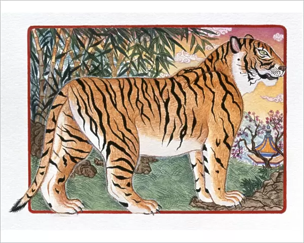 Illustration of Tiger Standing Still, representing Chinese Year Of The Tiger