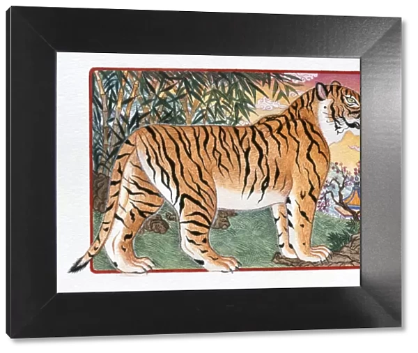 Illustration of Tiger Standing Still, representing Chinese Year Of The Tiger