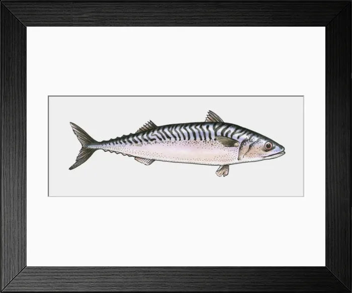 Framed Print : Illustration of Bony fish (Osteichthyes) Framed Print : Illustration of Bony fish (Osteichthyes)