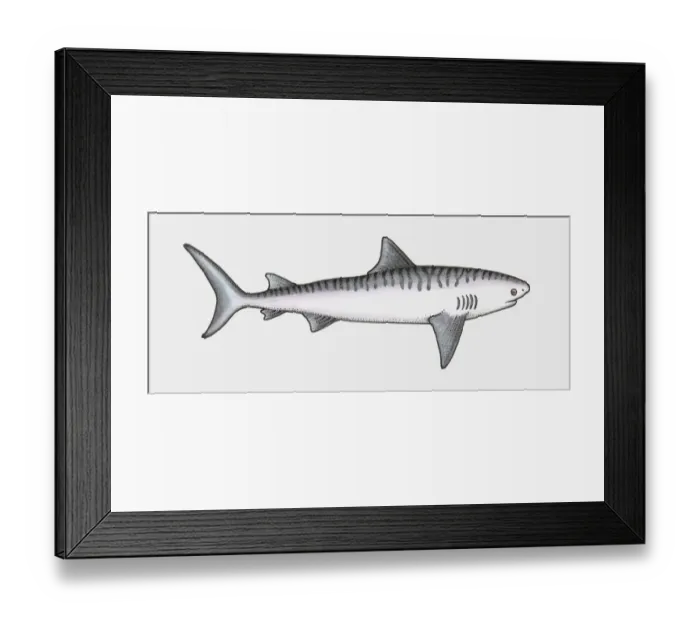 Framed Print : Illustration of shark, a cartilaginous fish (Chondrichthyes) Framed Print : Illustration of shark, a cartilaginous fish (Chondrichthyes)