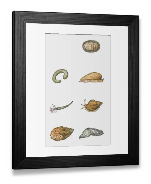 Framed Print : Illustration of various types of mollusc