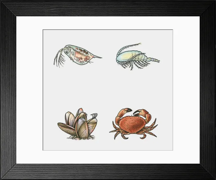 Framed Print : Illustration of branchiopoda, copepod, barnacle and malacostracan Framed Print : Illustration of branchiopoda, copepod, barnacle and malacostracan