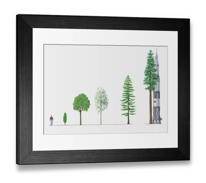 Framed Print : Illustration of five trees of different heights compared to space rocket and adult man Framed Print : Illustration of five trees of different heights compared to space rocket and adult man