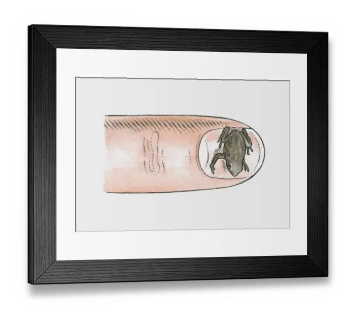 Framed Print : Illustration of Brazilian Gold Frog (Brachycephalus didactylus) on fingernail Framed Print : Illustration of Brazilian Gold Frog (Brachycephalus didactylus) on fingernail
