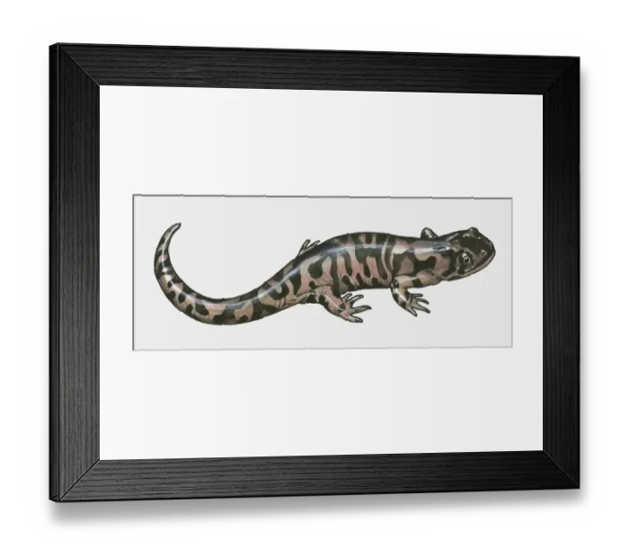 Framed Print : Illustration of Salamander (Urodela) Framed Print : Illustration of Salamander (Urodela)