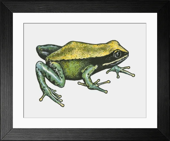 Framed Print : Illustration of Brown Mantella (Mantella betsileo) Framed Print : Illustration of Brown Mantella (Mantella betsileo)