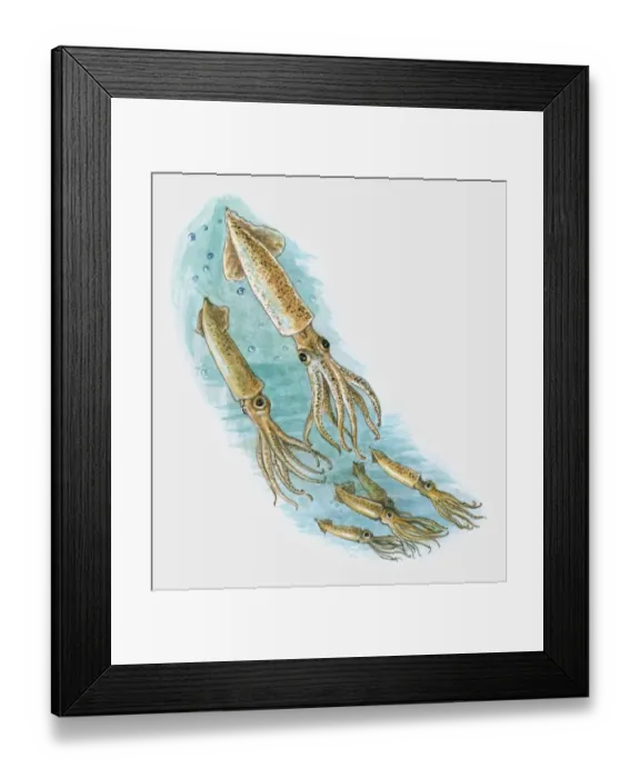 Framed Print : Illustration of shoal squid underwater Framed Print : Illustration of shoal squid underwater