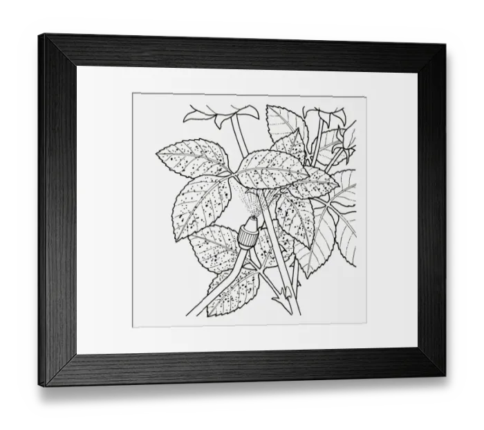 Framed Print : Black and white illustration showing how to spray pest control liquid from nozzle on rose rust below Framed Print : Black and white illustration showing how to spray pest control liquid from nozzle on rose rust below
