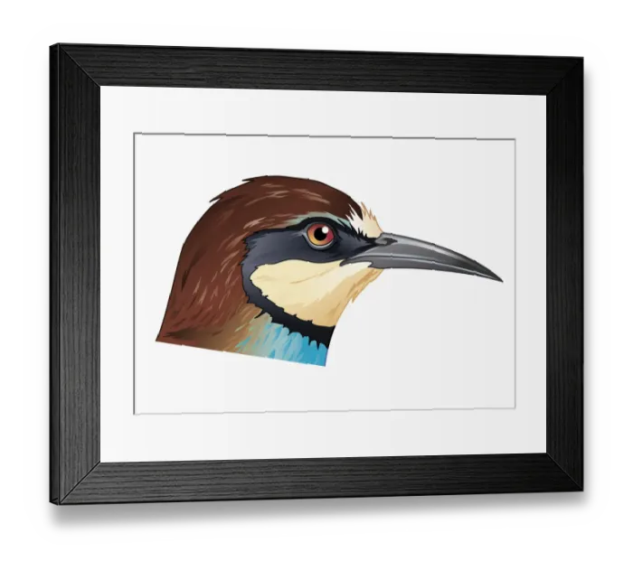 Framed Print : Illustration of European Bee-eater (Merops apiaster), profile showing curved beak