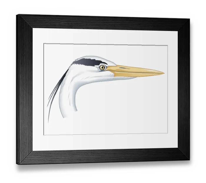 Framed Print : Illustration of Grey heron (Ardea cinerea) head showing long beak Framed Print : Illustration of Grey heron (Ardea cinerea) head showing long beak