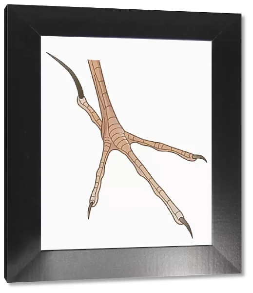 Illustration of four-toed African Pipit (Anthus cinnamomeus) foot with long hind claw