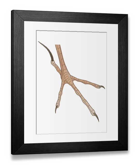Framed Print : Illustration of four-toed African Pipit (Anthus cinnamomeus) foot with long hind claw Framed Print : Illustration of four-toed African Pipit (Anthus cinnamomeus) foot with long hind claw