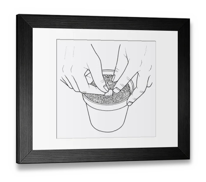 Framed Print : Black and white illustration of how to plant lily scale in compost post Framed Print : Black and white illustration of how to plant lily scale in compost post