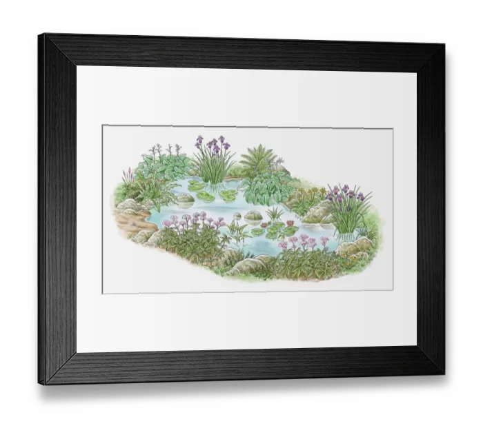Framed Print : Illustration of plants growing in and surrounding garden pond Framed Print : Illustration of plants growing in and surrounding garden pond
