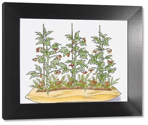 Illustration of tomato plants in compost bag with marigolds growing between to attract pests