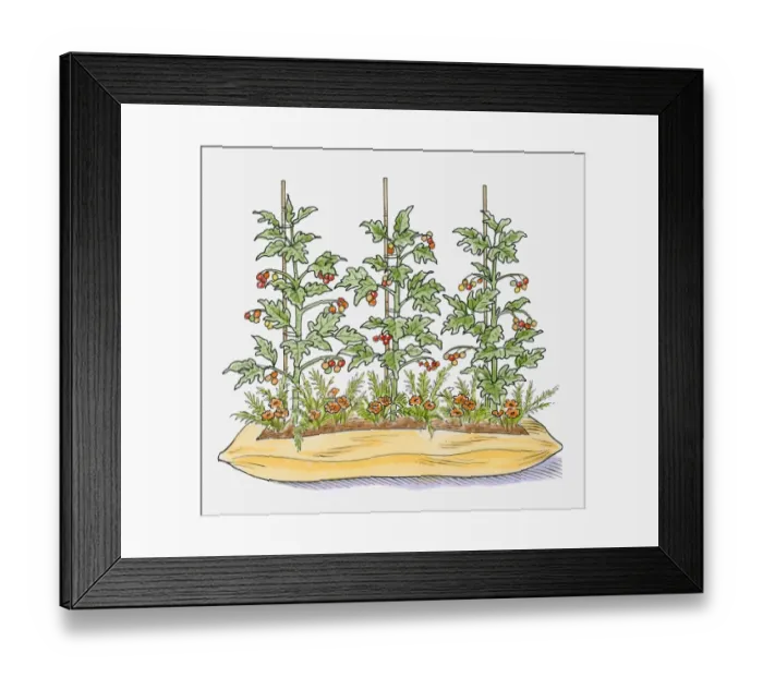 Framed Print : Illustration of tomato plants in compost bag with marigolds growing between to attract pests Framed Print : Illustration of tomato plants in compost bag with marigolds growing between to attract pests